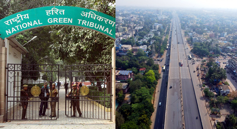 भोपाल मे 7 हजार से अधिक पेड़ों की कटाई पर एनजीटी ने लगाई रोक