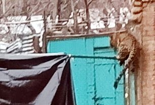 जम्मू-कश्मीर के अनंतनाग में सीआरपीएफ कैंप में घुसा तेंदुआ, जवानों पर किया हमला, एक घायल