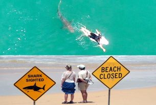 शार्क ने किया 4 बार हमला