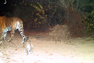 धौलपुर-करौली टाइगर रिजर्व में आया नया मेहमान , बाघिन टी-117 ने शावक को दिया जन्म