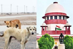 आवारा कुत्तों पर सुनवाई पर बोला सुप्रीम कोर्ट... काटने से ही नहीं, आवारा पशुओं के कारण सड़क हादसे से भी हो रही है मौत