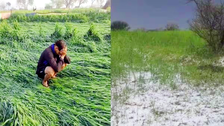 ओलावृष्टि से फसल बर्बाद होने से उज्जैन में किसान ने लगाई फांसी, मरने से पहले वाट्सएप पर लगाया स्टेटस..