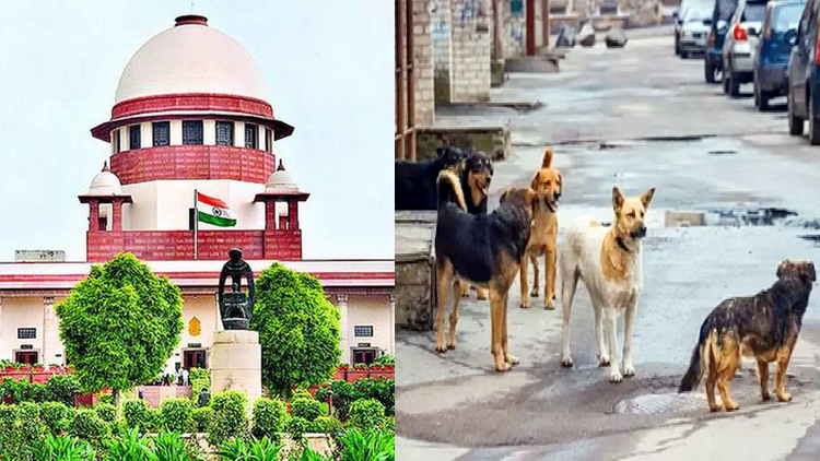 सुप्रीम कोर्ट ने कहा- कुत्तों के काटने पर देना होगा भारी मुआवजा, डॉग लवर्स की जिम्मेदारी होगी तय