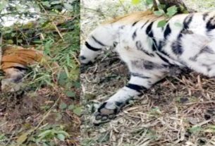 मध्‍यप्रदेश के जयसिंहनगर वन परिक्षेत्र में दो बाघों की करंट लगने से मौत ; मचा हड़कंप