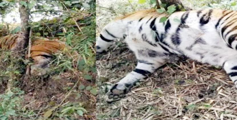 मध्‍यप्रदेश के जयसिंहनगर वन परिक्षेत्र में दो बाघों की करंट लगने से मौत ; मचा हड़कंप