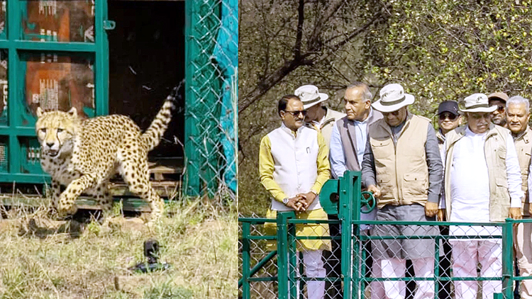 कूनो में चीतों