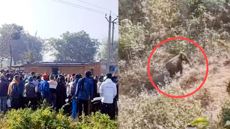 झारखंड के हजारीबाग में हाथियों ने 6 लोगों को कुचल डाला : रास्‍ते में जो आया रौंद दिया...