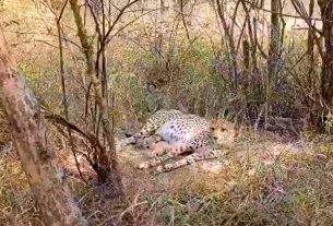 भारत में अब 38 चीते : श्योपुर स्थित कूनो राष्ट्रीय उद्यान में 'गामिनी' चीता ने तीन शावकों को दिया जन्म