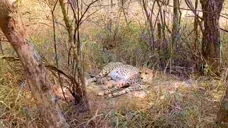 भारत में अब 38 चीते : श्योपुर स्थित कूनो राष्ट्रीय उद्यान में 'गामिनी' चीता ने तीन शावकों को दिया जन्म