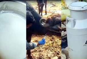 मिलावटी दूध