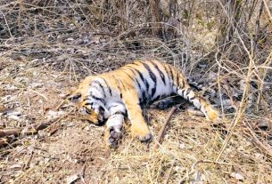 बाघ का शव