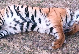 सतपुड़ा टाइगर रिजर्व