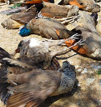 35 मोरों की मौत