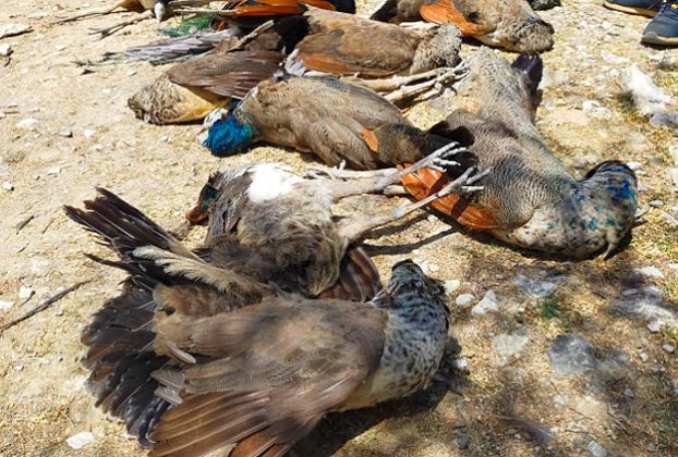 35 मोरों की मौत