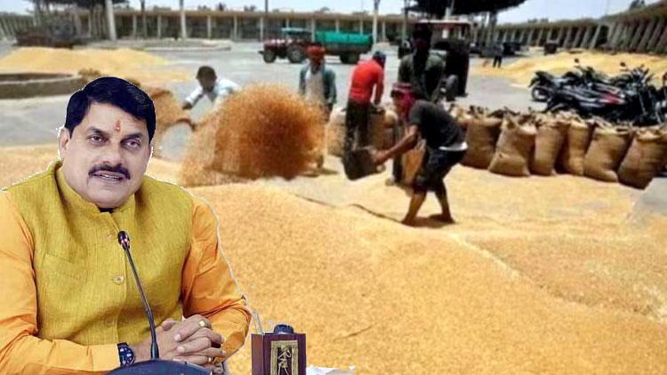 गेहूं खरीद