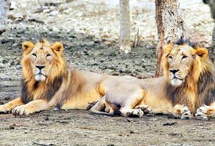 Gir National Park