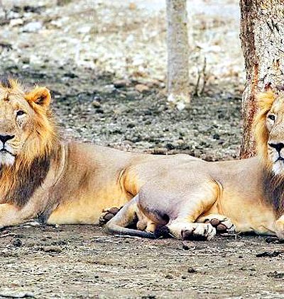 Gir National Park