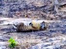 Kanha Tiger Reserve