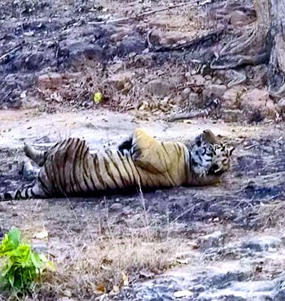 Kanha Tiger Reserve