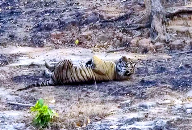 Kanha Tiger Reserve