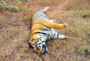 Panna Tiger Death