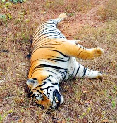 Panna Tiger Death