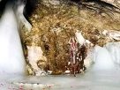 Amarnath