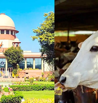 Cow Slaughter Ban