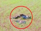 8 Vultures Dead