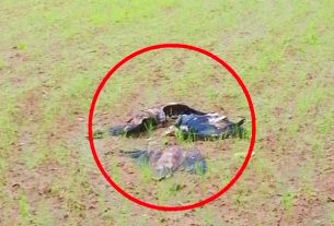 8 Vultures Dead