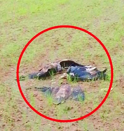 8 Vultures Dead