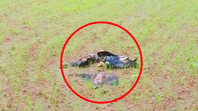 8 Vultures Dead