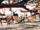 Blackbuck Death