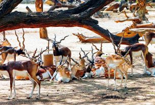 Blackbuck Death