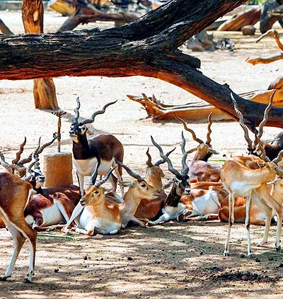 Blackbuck Death