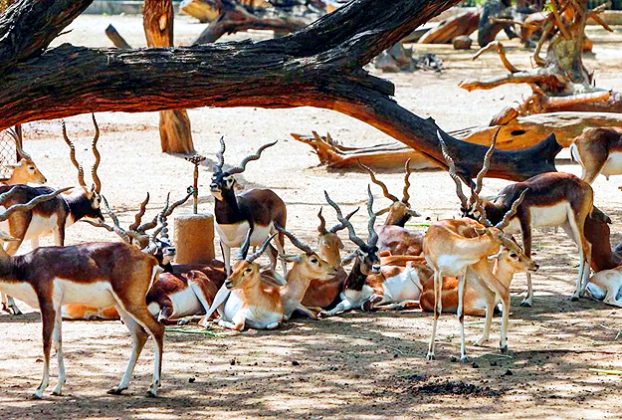 Blackbuck Death
