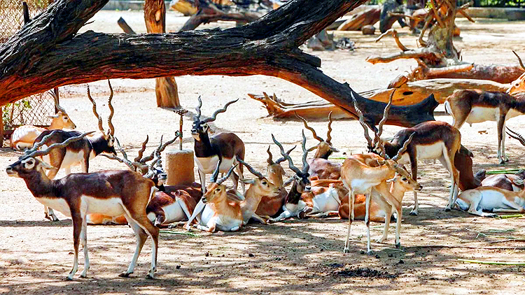 Blackbuck Death